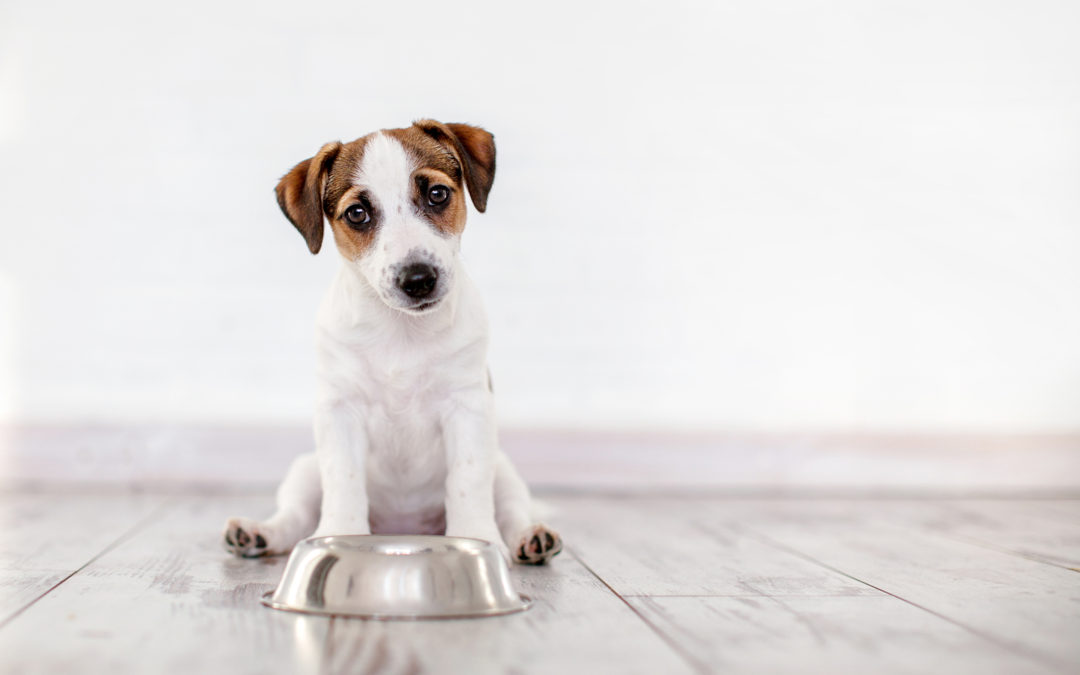 puppy-eating-bowl