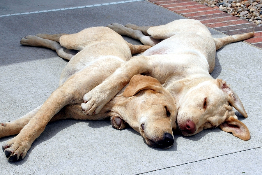 spooning-dogs